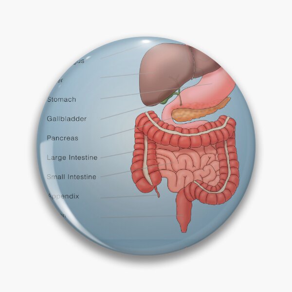 Item preview, Digestive System Organs, Medical Illustration With Labels designed and sold by ScienceSource.