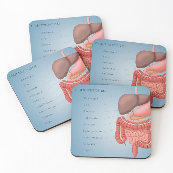 Item preview, Digestive System Organs, Medical Illustration With Labels designed and sold by ScienceSource.