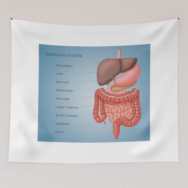 Item preview, Digestive System Organs, Medical Illustration With Labels designed and sold by ScienceSource.