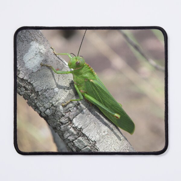 Item preview, Green Grasshopper on a Grey Branch designed and sold by MadaruCreations.