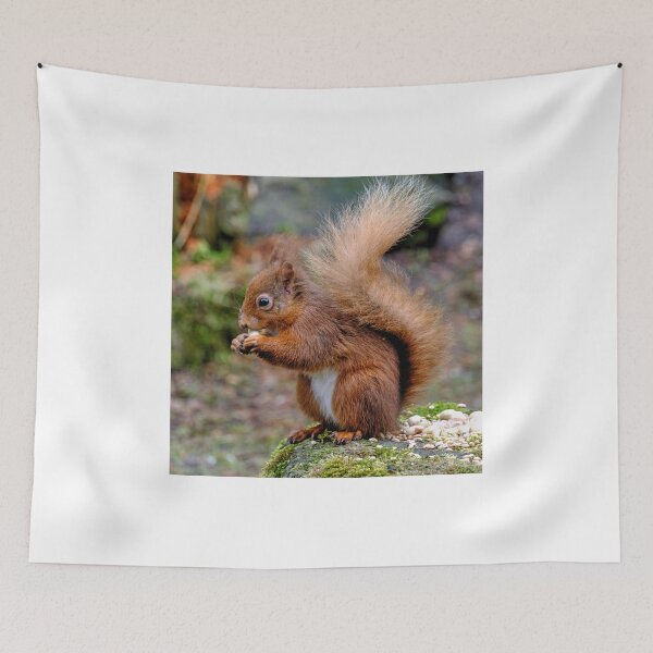 Item preview, Red Squirrel. designed and sold by AlbaPhotography.