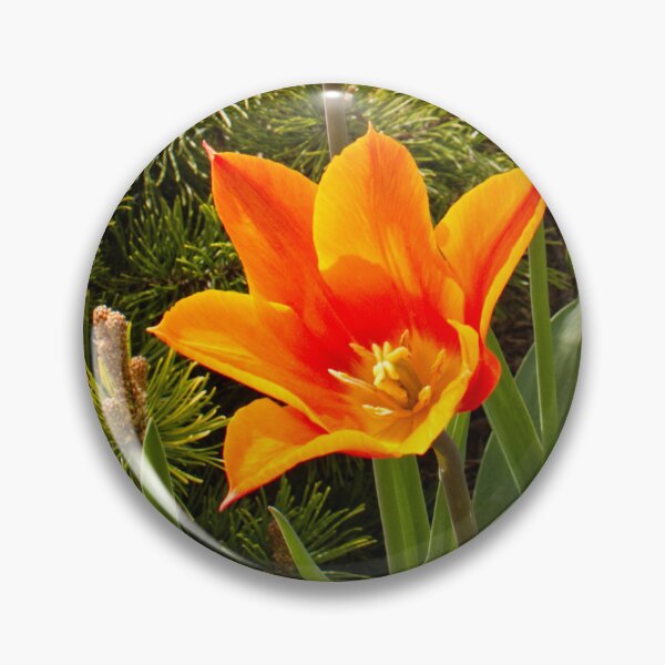 Item preview, Tulipa Praestans - Shogun Tulip - RHS Garden Wisley - Surrey - English Gardens designed and sold by LucaRocchini.