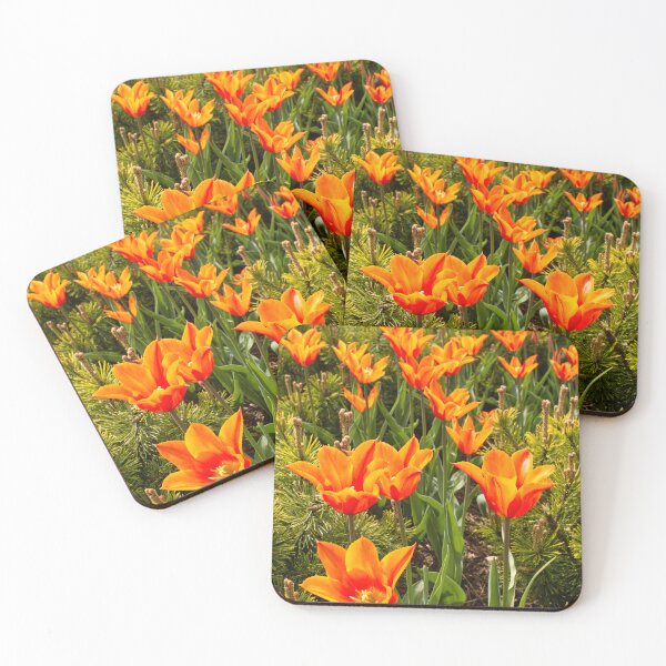 Item preview, Tulipa Praestans - Shogun Tulip - RHS Garden Wisley - Surrey - English Gardens designed and sold by LucaRocchini.