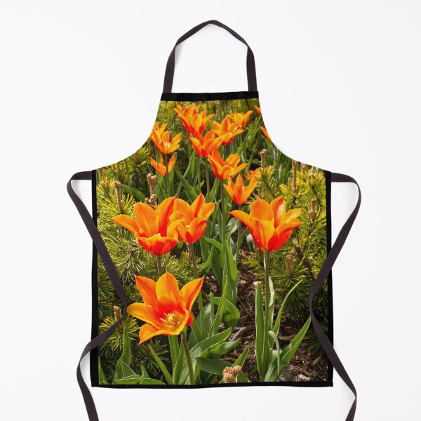 Item preview, Tulipa Praestans - Shogun Tulip - RHS Garden Wisley - Surrey - English Gardens designed and sold by LucaRocchini.