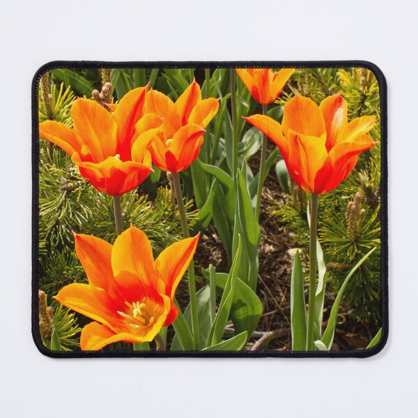 Item preview, Tulipa Praestans - Shogun Tulip - RHS Garden Wisley - Surrey - English Gardens designed and sold by LucaRocchini.
