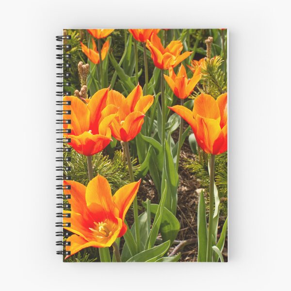Item preview, Tulipa Praestans - Shogun Tulip - RHS Garden Wisley - Surrey - English Gardens designed and sold by LucaRocchini.
