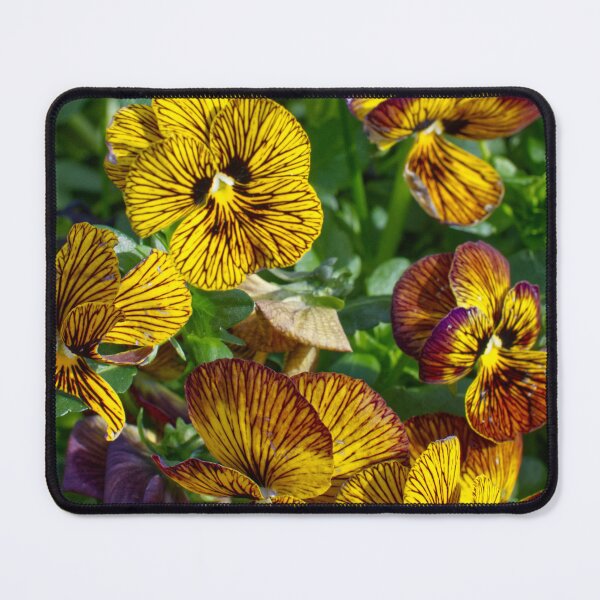 Item preview, Viola × Wittrockiana - Garden Pansy - RHS Garden Wisley - Surrey - English Gardens designed and sold by LucaRocchini.