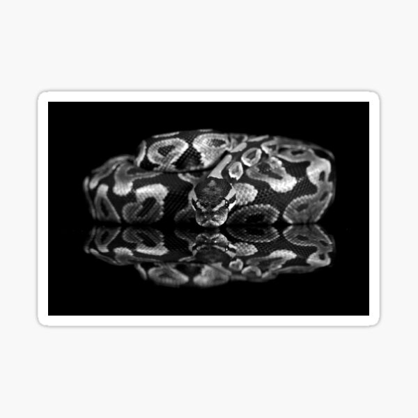 Reflections of a Ball Python Sticker