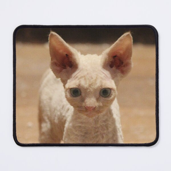 Item preview, Devon Rex Kitten designed and sold by AnthonyThomas.