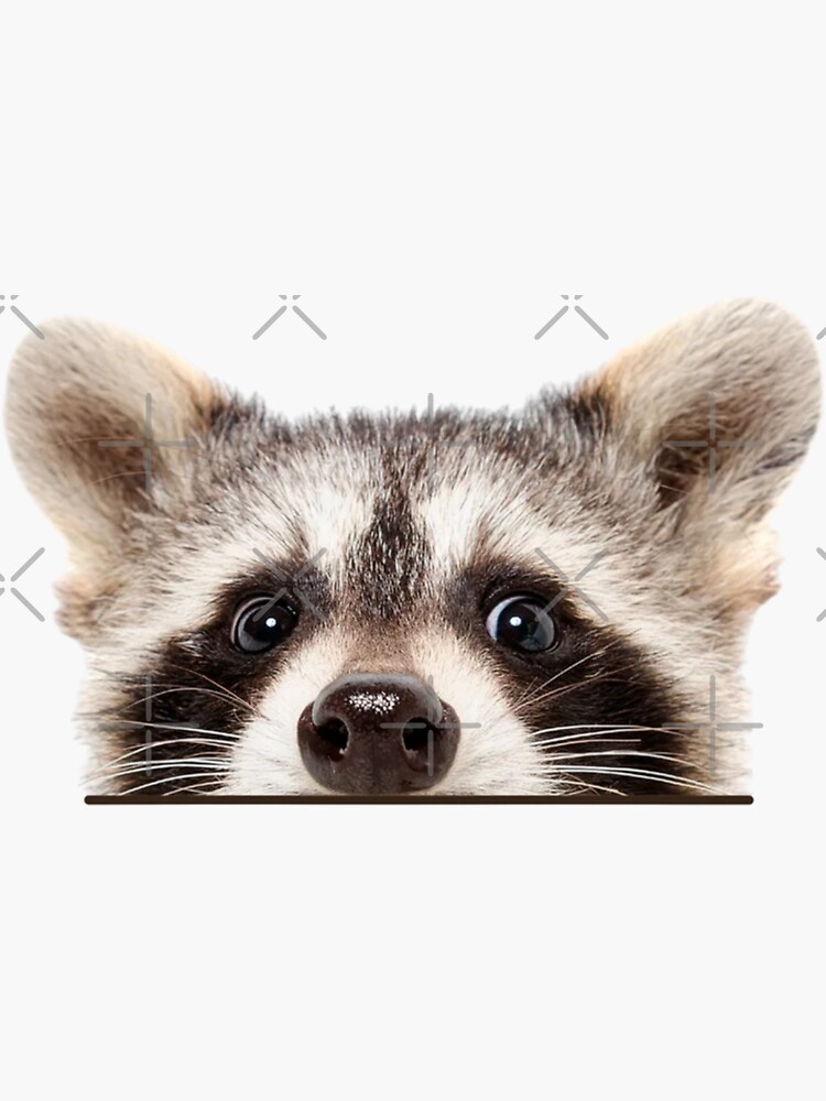 Racoon Pet Funny Window Sticker Sticker