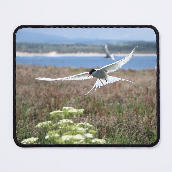 Item preview, Arctic Tern-Sterna paradisaea designed and sold by Lindamell.