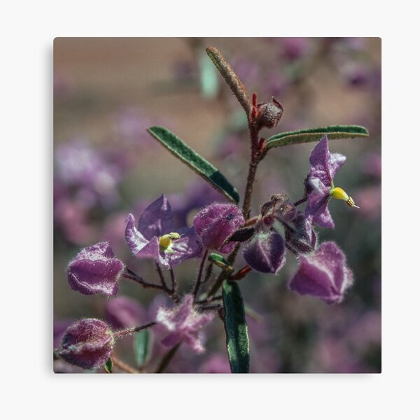 Item preview, Pink Lasiopetalum flowers Mt Jimberlaine West Australia 19820904 0036  designed and sold by Fred Mitchell.
