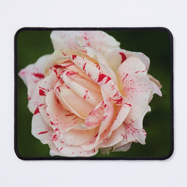 Item preview, Rosy designed and sold by Kim Chi Thai.