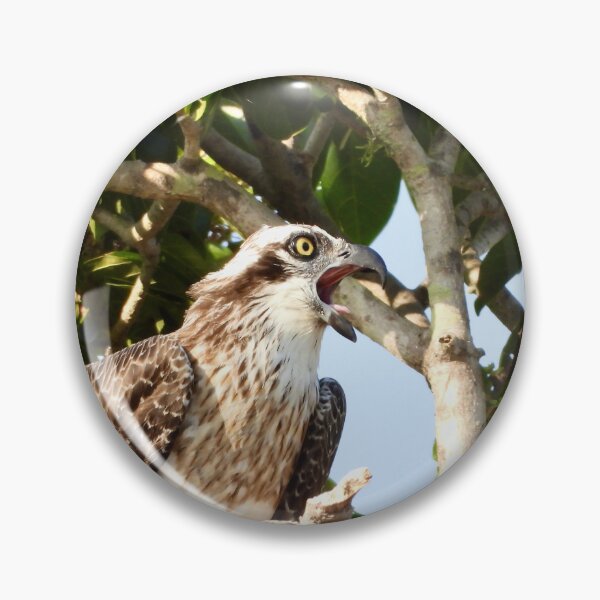 Item preview, Hungry Osprey  designed and sold by Mark Grimsley.