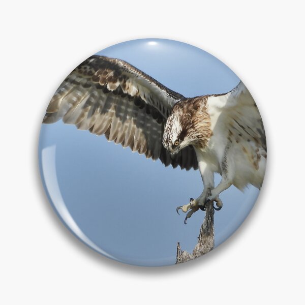 Item preview, Osprey stretch time  designed and sold by Mark Grimsley.