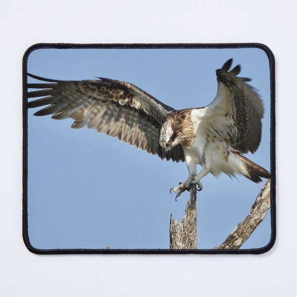 Item preview, Osprey stretch time  designed and sold by Mark Grimsley.