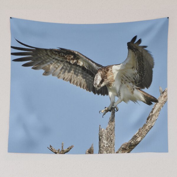 Item preview, Osprey stretch time  designed and sold by Mark Grimsley.