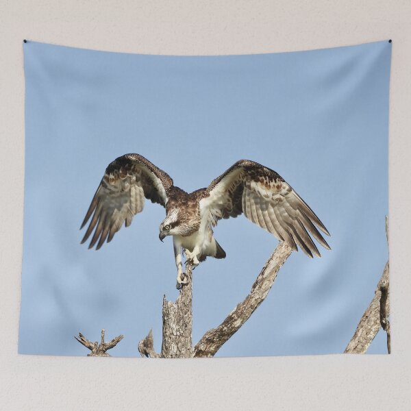 Item preview, Osprey on the lookout for Breakfast designed and sold by Mark Grimsley.