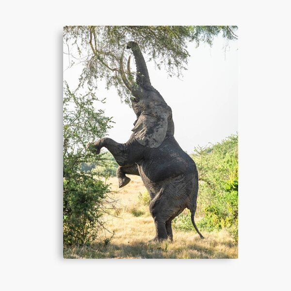 Item preview, Bipedal Elephant, Queen Elizabeth National Park, Uganda designed and sold by Neville Jones.