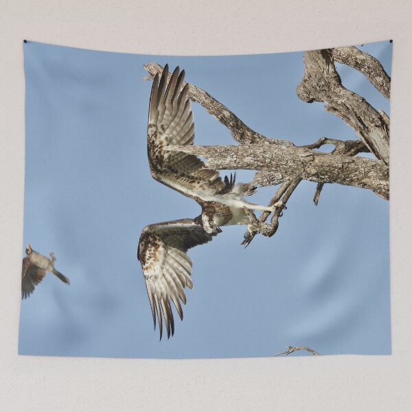 Item preview, Osprey being bothered by a Noisy Miner  designed and sold by Mark Grimsley.