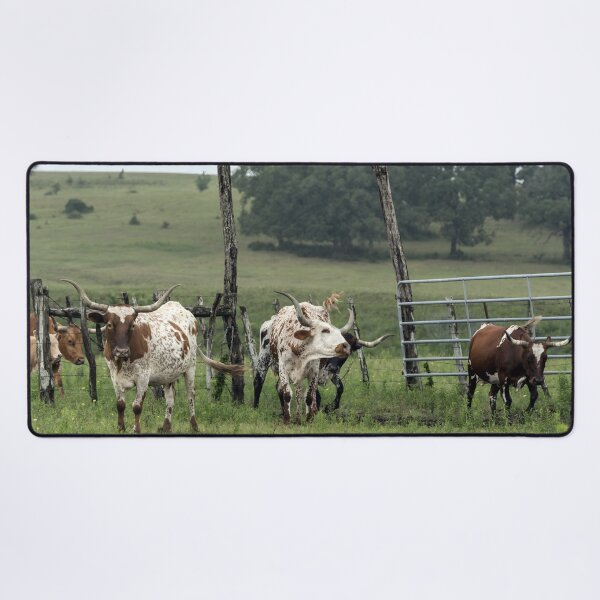 Artikelvorschau, Texas Longhorn Cow - Texas Longhorn Cattle entworfen und verkauft von animal-animal.