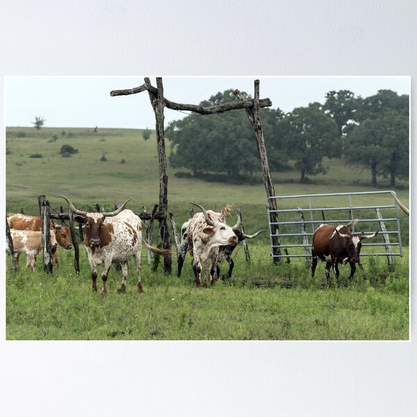 Artikelvorschau, Texas Longhorn Cow - Texas Longhorn Cattle entworfen und verkauft von animal-animal.