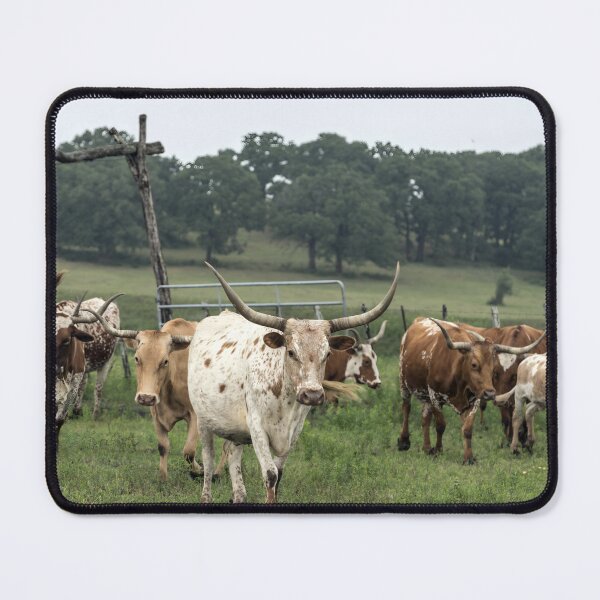 Artikelvorschau, Texas Longhorn Cow - Texas Longhorn Cattle entworfen und verkauft von animal-animal.
