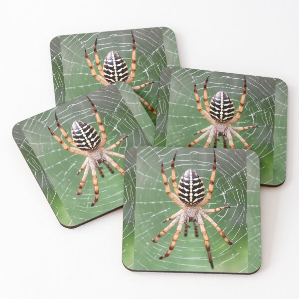 Item preview, GARDEN ORB  SPIDER WEB TAXIDERMY PRINT~Arachnid Animal Lover~Party Decoration~Birthday Gift~Favor designed and sold by Spinning Plates 360.
