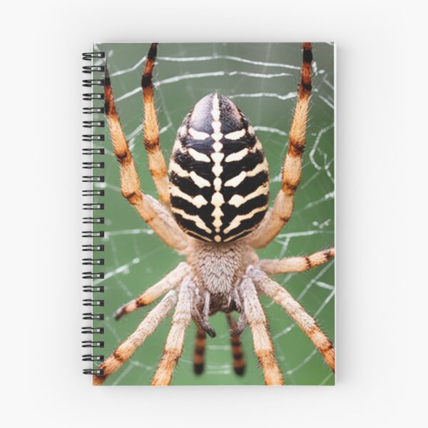 Item preview, GARDEN ORB SPIDER WEB TAXIDERMY PRINT~Arachnid Animal Lover~Party Decoration~Birthday Gift~Favor designed and sold by Spinning Plates 360.