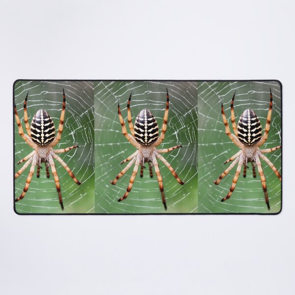 Item preview, GARDEN ORB SPIDER WEB TAXIDERMY PRINT~Arachnid Animal Lover~Party Decoration~Birthday Gift~Favor designed and sold by Spinning Plates 360.