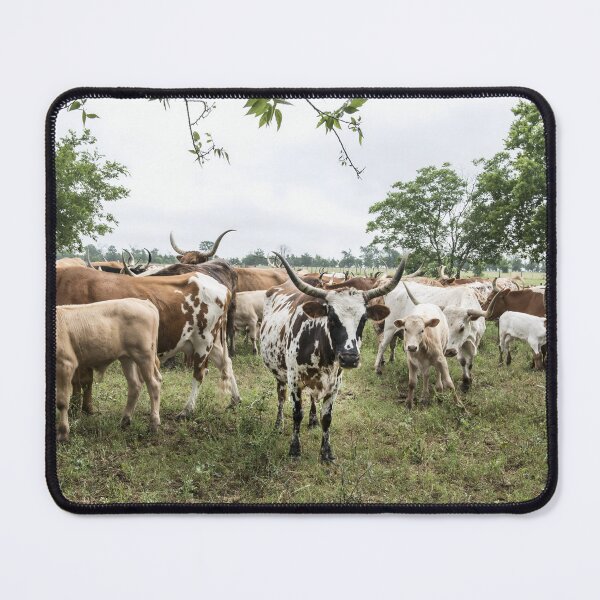 Artikelvorschau, Texas Longhorn Cow - Texas Longhorn Cattle entworfen und verkauft von animal-animal.
