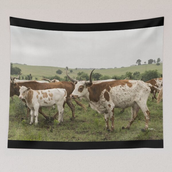 Artikelvorschau, Texas Longhorn Cow - Texas Longhorn Cattle entworfen und verkauft von animal-animal.