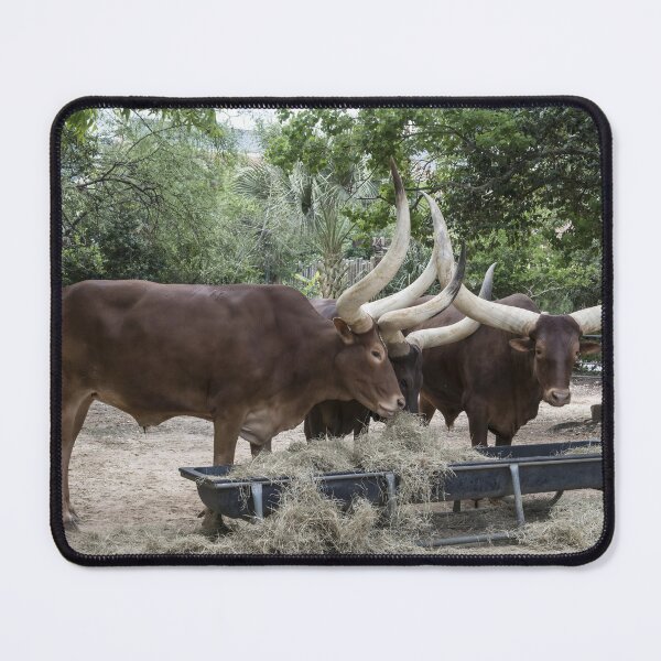 Artikelvorschau, Texas Longhorn Cow - Texas Longhorn Cattle entworfen und verkauft von animal-animal.