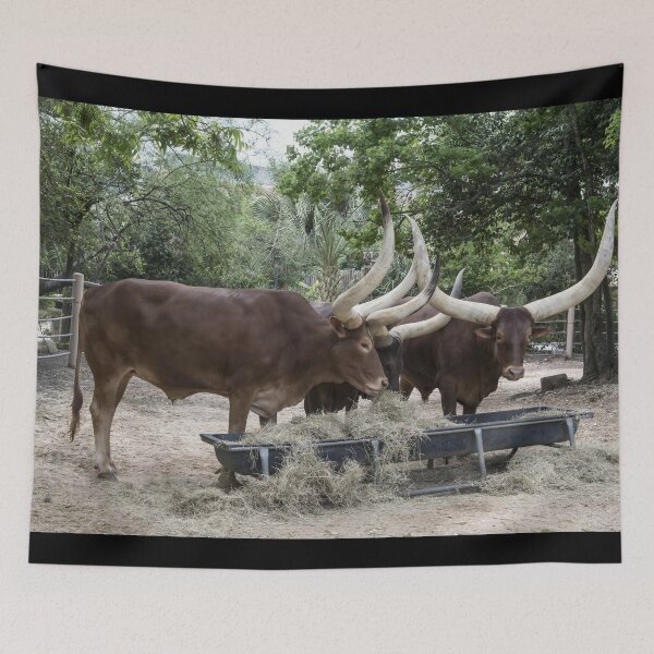 Item preview, Texas Longhorn Cow - Texas Longhorn Cattle designed and sold by animal-animal.