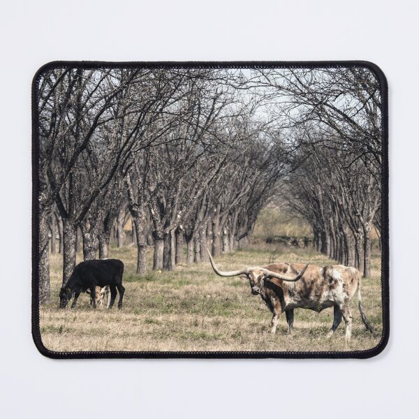Artikelvorschau, Texas Longhorn Cow - Texas Longhorn Cattle entworfen und verkauft von animal-animal.