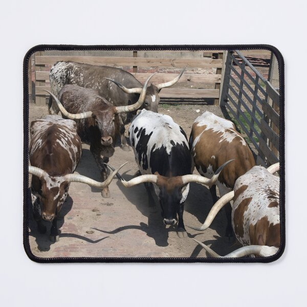 Artikelvorschau, Texas Longhorn Cow - Texas Longhorn Cattle entworfen und verkauft von animal-animal.