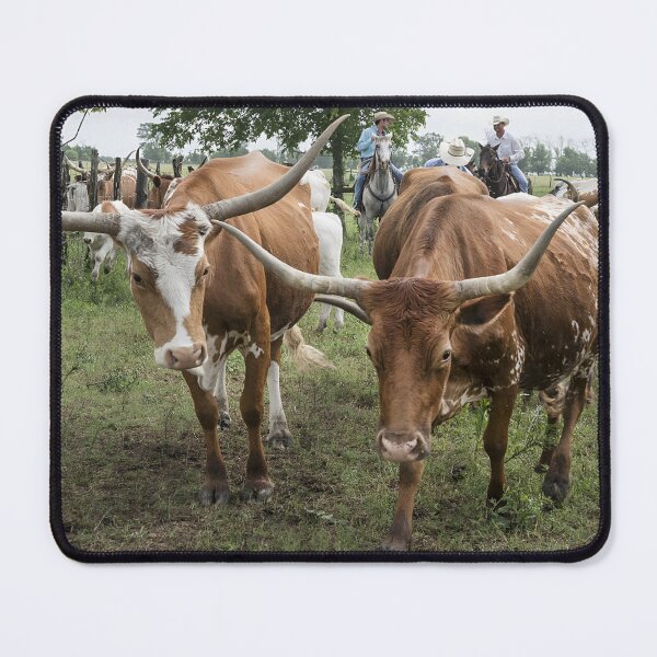 Artikelvorschau, Texas Longhorn Cow - Texas Longhorn Cattle entworfen und verkauft von animal-animal.