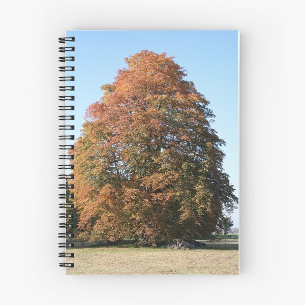 Artikelvorschau, Herbstbaum entworfen und verkauft von Calidris Fotografie Steffi & Ben Köppler.