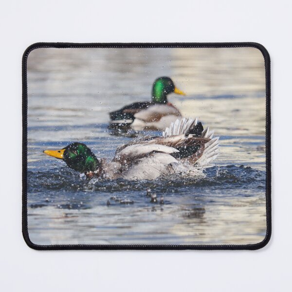 Item preview, Bathing mallard designed and sold by GreyFeatherPhot.