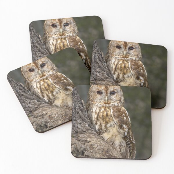 Item preview, Tawny Owl portrait designed and sold by Steve Miller.