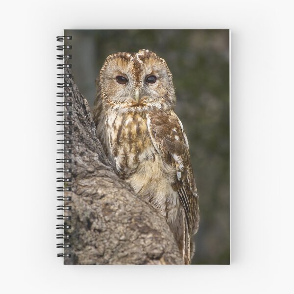 Item preview, Tawny Owl portrait designed and sold by Steve Miller.