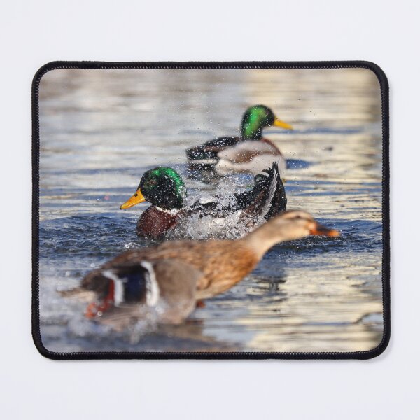 Item preview, Mallard photobomb designed and sold by GreyFeatherPhot.