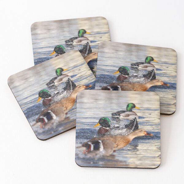 Item preview, Mallard photobomb designed and sold by GreyFeatherPhot.