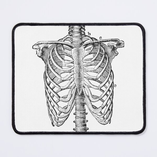 Item preview, Anatomy lungs designed and sold by SignumShop.