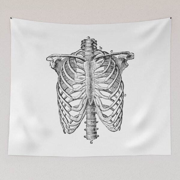 Item preview, Anatomy lungs designed and sold by SignumShop.