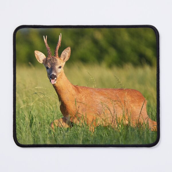 Item preview, Cheeky Roebuck designed and sold by Steve Miller.