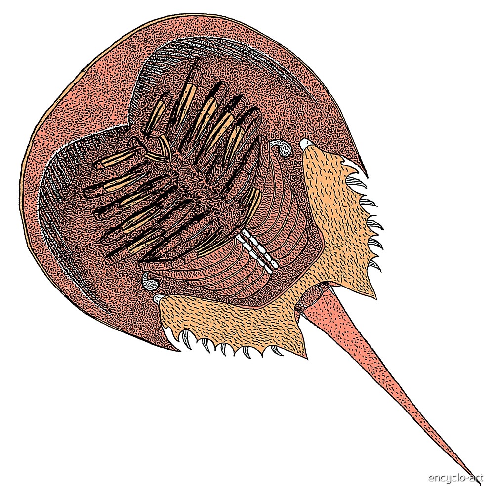 "Xiphosura Horseshoe Crab Living Fossil Oceanography Zoology