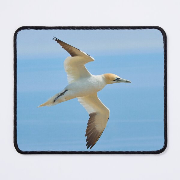 Item preview, Gannet designed and sold by Steve Miller.