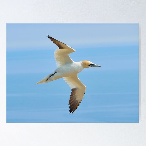 Item preview, Gannet designed and sold by Steve Miller.