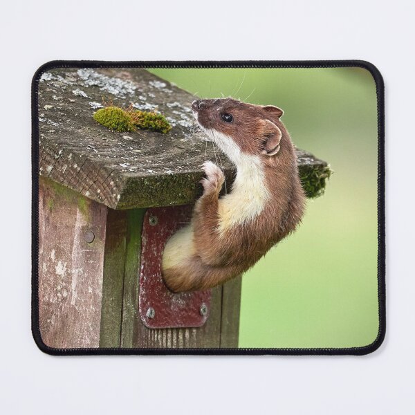 Item preview, Stoat emerging from nest box designed and sold by Steve Miller.